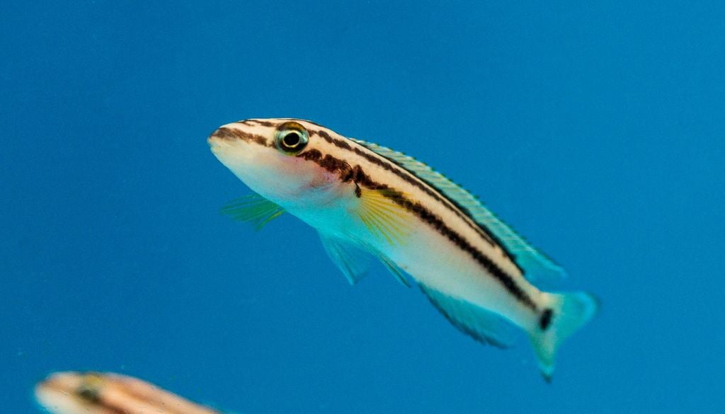 Pez Los peces Golden Julie, como el de esta foto, intensifican su postura agresiva hacia las imágenes de sí mismos en un espejo cuando la temperatura del agua aumenta.