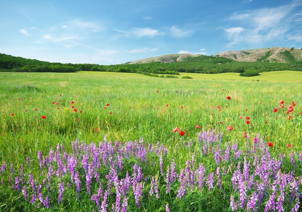 imagen de un campo verde con flores, cielo azul con pocas nubes