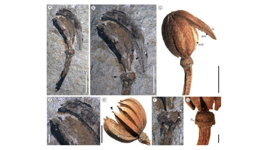 Planta prehistorica Comparación fruto fósil y actual de la especie Eucryphia. Imagen: Conicet