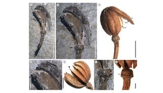 Cuando la estepa patag&oacute;nica era un bosque h&uacute;medo: qu&eacute; revelan los f&oacute;siles hallados cerca de Bariloche