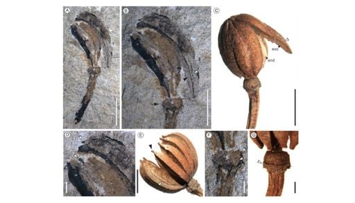 Cuando la estepa patag&oacute;nica era un bosque h&uacute;medo: qu&eacute; revelan los f&oacute;siles hallados cerca de Bariloche