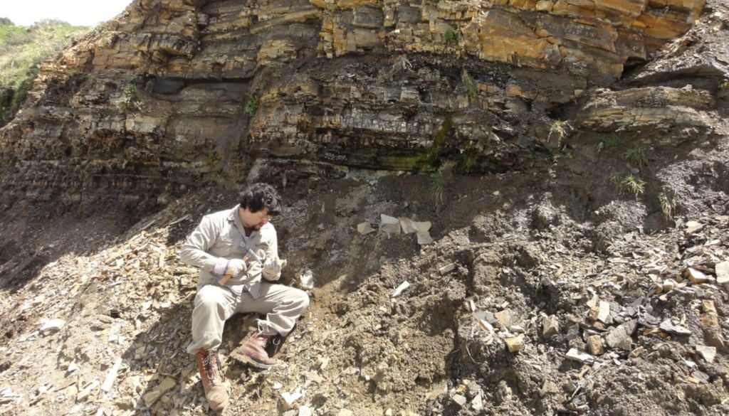 hallazgo El hallazgo aporta información sobre la historia biogeográfica de este género de plantas, que actualmente cuenta con pocas especies distribuidas en el hemisferio sur. Imagen: Conicet