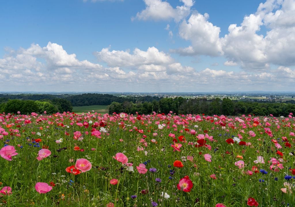 Primavera 2025