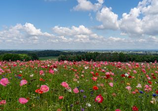 ¿Cuándo empieza la primavera en España? Fecha y hora en 2025