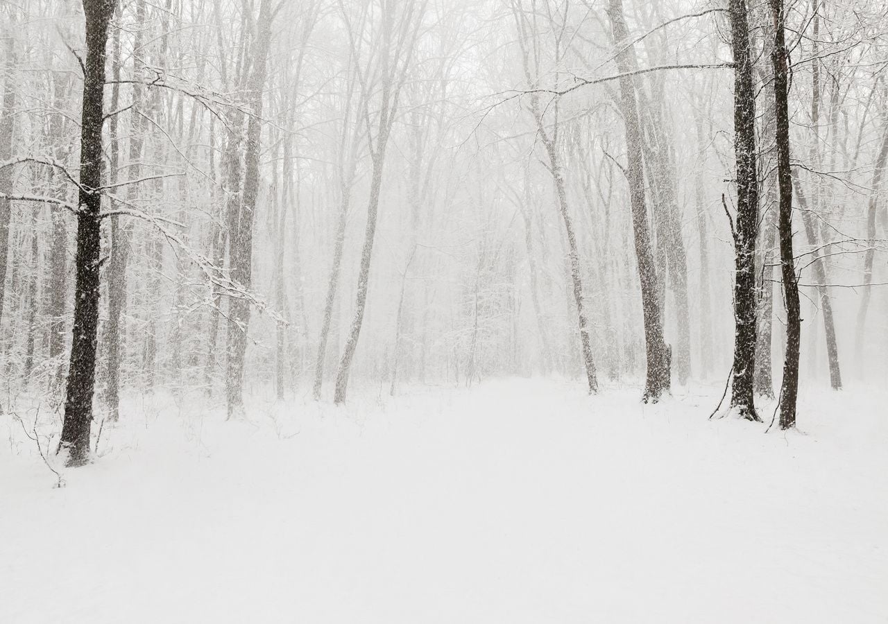 La nieve recién caída produce una sensación única de paz y silencio.