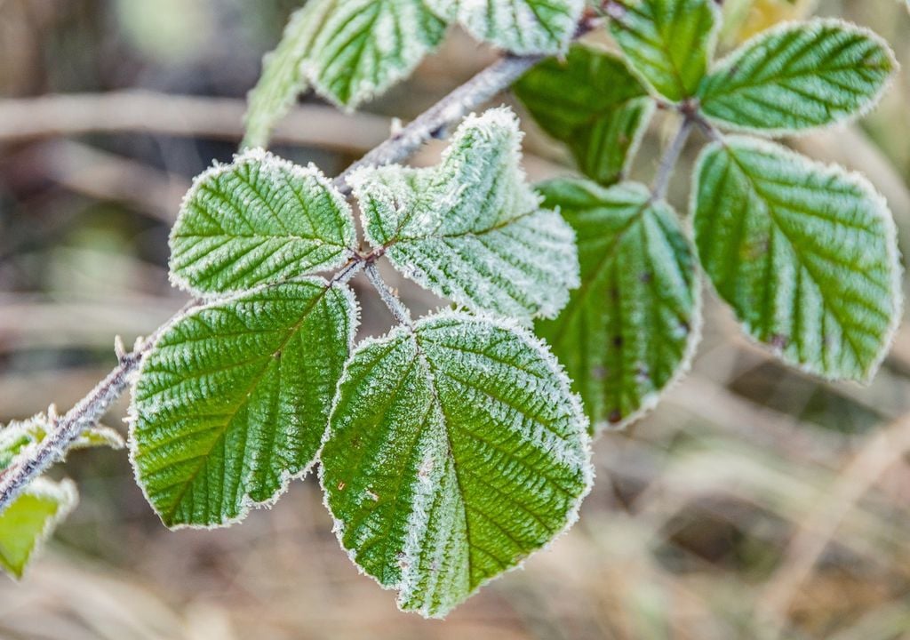 Escarcha sobre hoja