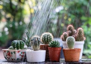 ¿Cuándo y cómo se deben regar los cactus para que crezcan sanos y fuertes?