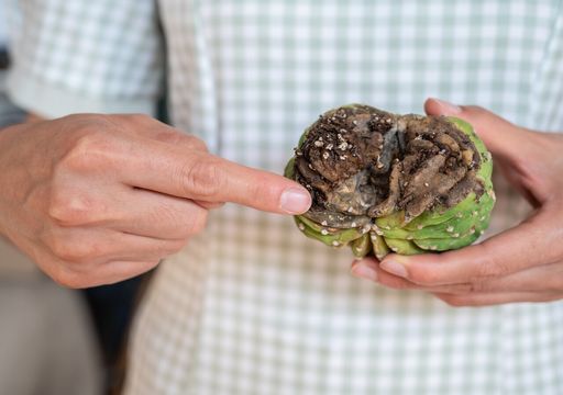 Quand et comment arroser les cactus pour qu'ils soient sains et vigoureux ?