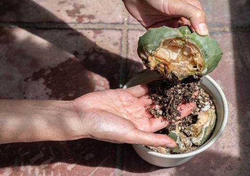 Cundo y cmo se deben regar los cactus para que crezcan sanos y fuertes?