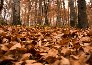 ¿Cuándo termina el verano y comienza el otoño en Chile? Te presentamos el día y hora del equinoccio 