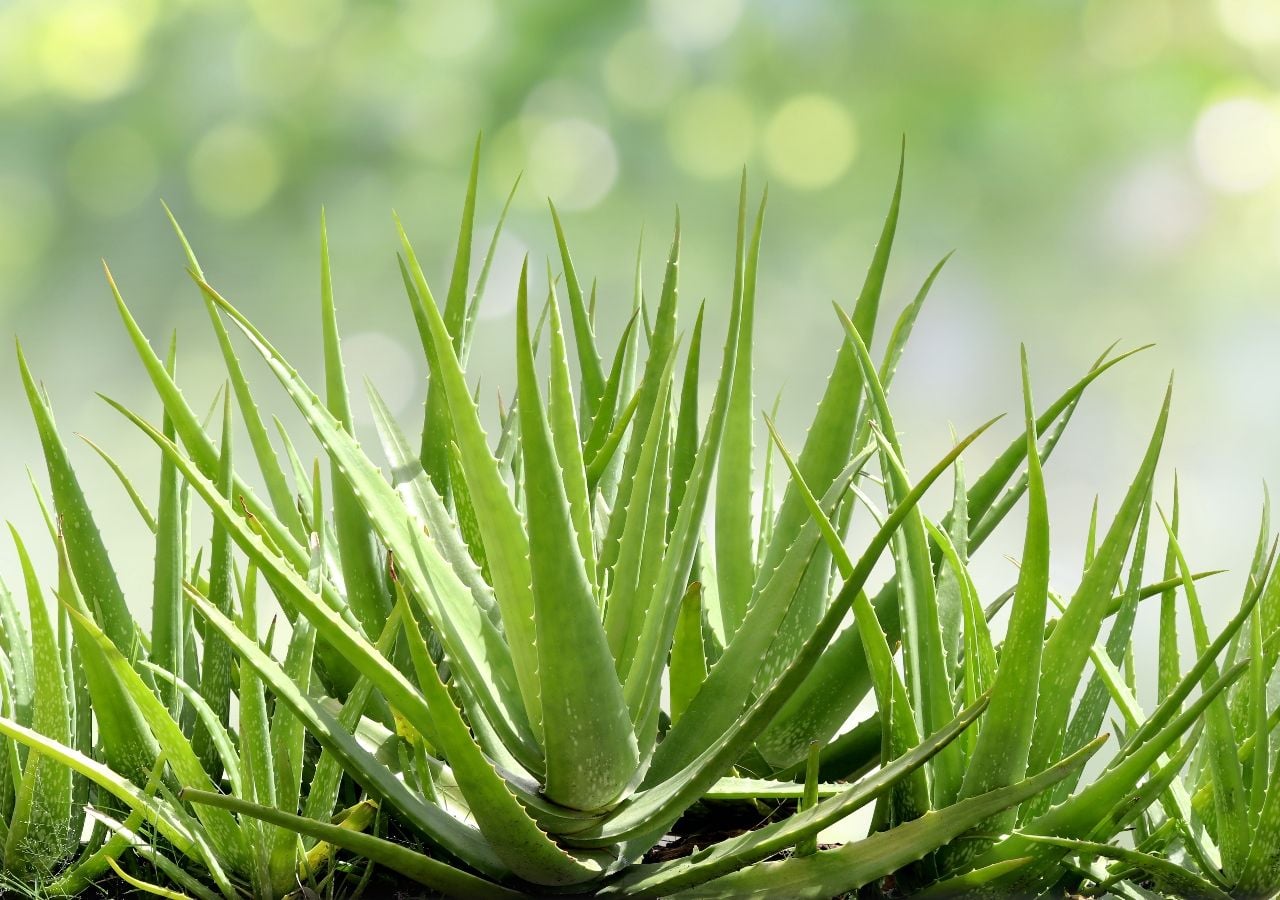 Wann und wie man ein Aloe-Vera-Blatt schneidet, ohne die Pflanze zu  beschdigen, und wie man ihre Vorteile optimal nutzt