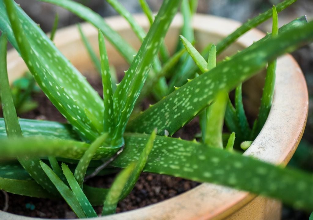 O aloé cresce sob a forma de uma roseta e pode eventualmente produzir novos rebentos à volta da planta-mãe.