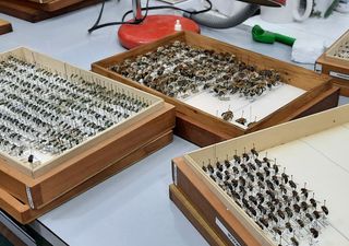 ¿Cuántas abejas tendrá la colección más grande de Chile y una de las más importantes de Latinoamérica? 