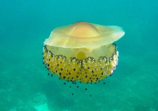 ¿Se esperan más medusas este verano en España?