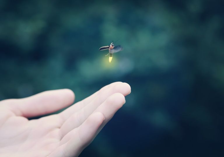 ¿Cuánto hace que no ves luciérnagas? Están desapareciendo ¿Cuánto hace que no ves luciérnagas? Están desapareciendo