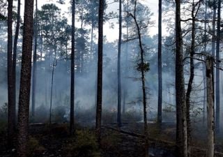 ¿Cuánto tarda en recuperarse un bosque tras un incendio? El largo camino hacia la regeneración natural