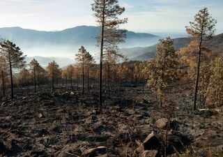 ¿Cuánto tarda un bosque en recuperarse tras un incendio?