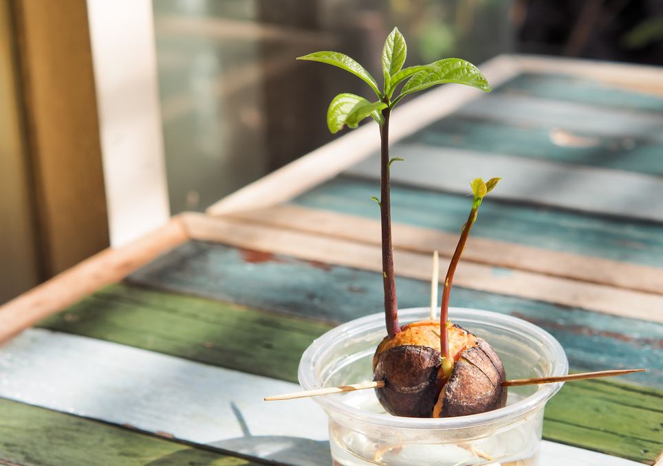 How To Germinate Avocado Seeds Fast