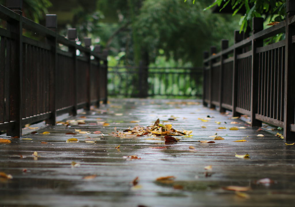 lluvia, otoño y hojas.