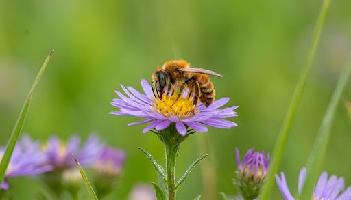 &iquest;Cu&aacute;ntos insectos viven en el planeta? La ciencia descubre que son much&iacute;simos m&aacute;s de lo que cre&iacute;amos