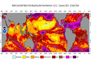 La NOAA confirma el cuarto evento mundial de blanqueamiento de corales 