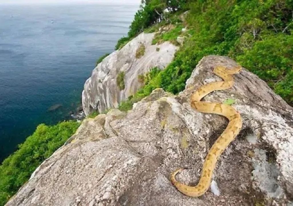 Isla de las cobras