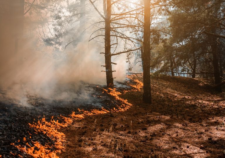 Cuatro regiones del país en alerta preventiva por incendios forestales Cuatro regiones del país en alerta preventiva por incendios forestales