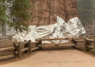 Cubren al árbol más grande del planeta por riesgo de incendio