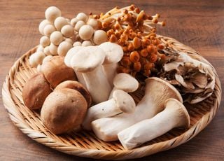 Cueillette de champignons : attention à ces espèces mortelles présentes en France ! 