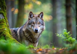 ¡Cuidado, carnívoros en peligro! La presión humana amenaza su supervivencia