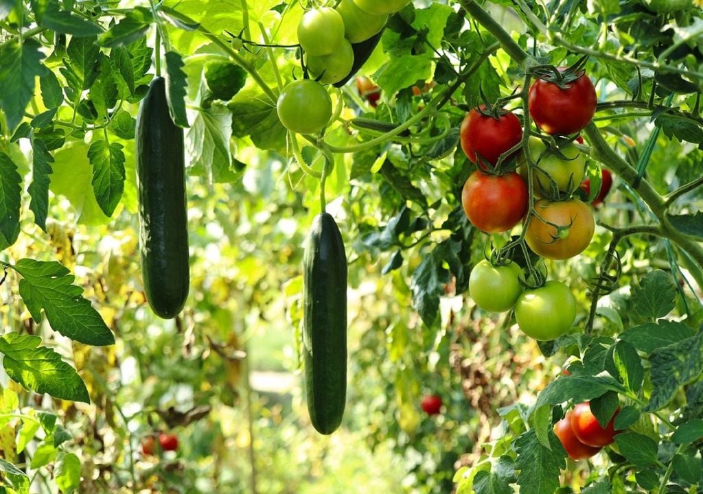 Pepino e tomate Pepino e tomate