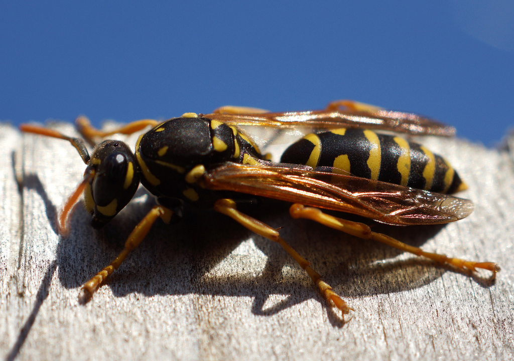 Además de los riesgos para las personas, la avispa chaqueta amarilla afecta ecosistemas, desplaza a especies nativas y genera problemas en la apicultura.