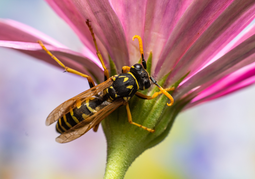 A diferencia de las abejas, las chaqueta amarilla pueden picar varias veces y seguir con vida.