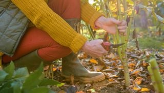 &iexcl;Cuidado con la tijera! Estas plantas no conviene podarlas ahora si quieres disfrutar sus flores en primavera