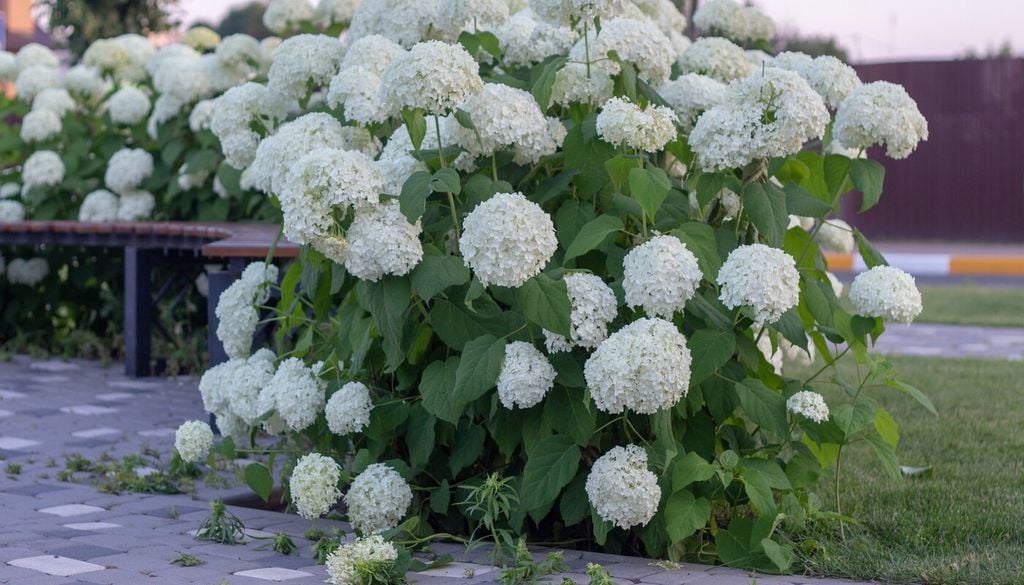hortensia blanca No todas las hortensias se comportan igual, pero las variedades tradicionales suelen florecer sobre ramas desarrolladas la temporada anterior.