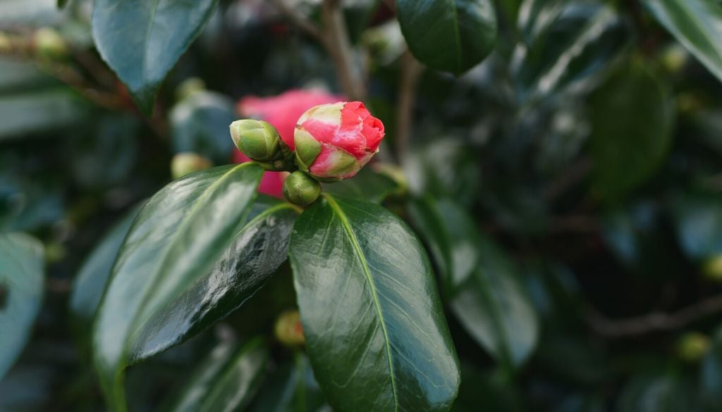 boton camelia Sus grandes botones florales son fáciles de distinguir y conviene protegerlos de podas innecesarias.