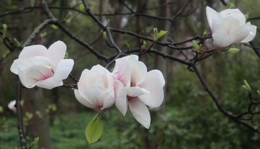 magnolio Los magnolios desarrollan una forma elegante de manera natural y rara vez necesitan podas intensas.