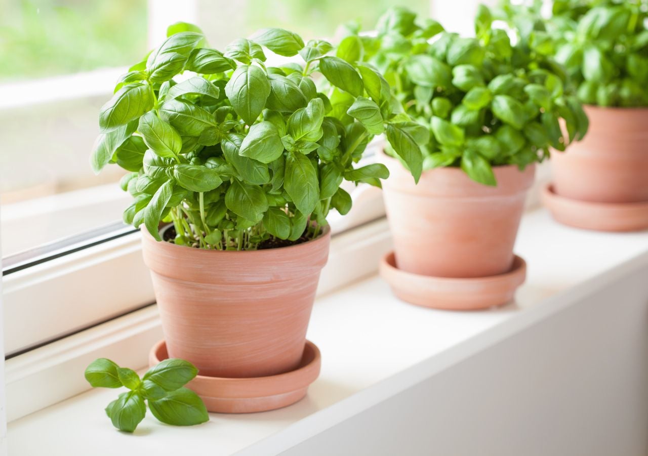 Il basilico è un'erba aromatica polivalente, ideale per la coltivazione in vaso.