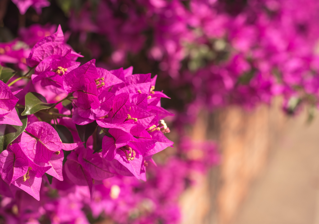 Unter geeigneten Bedingungen kann die Bougainvillea bei guter Pflege bis zu 9 Monate im Jahr blühen. Unter geeigneten Bedingungen kann die Bougainvillea bei guter Pflege bis zu 9 Monate im Jahr blühen.