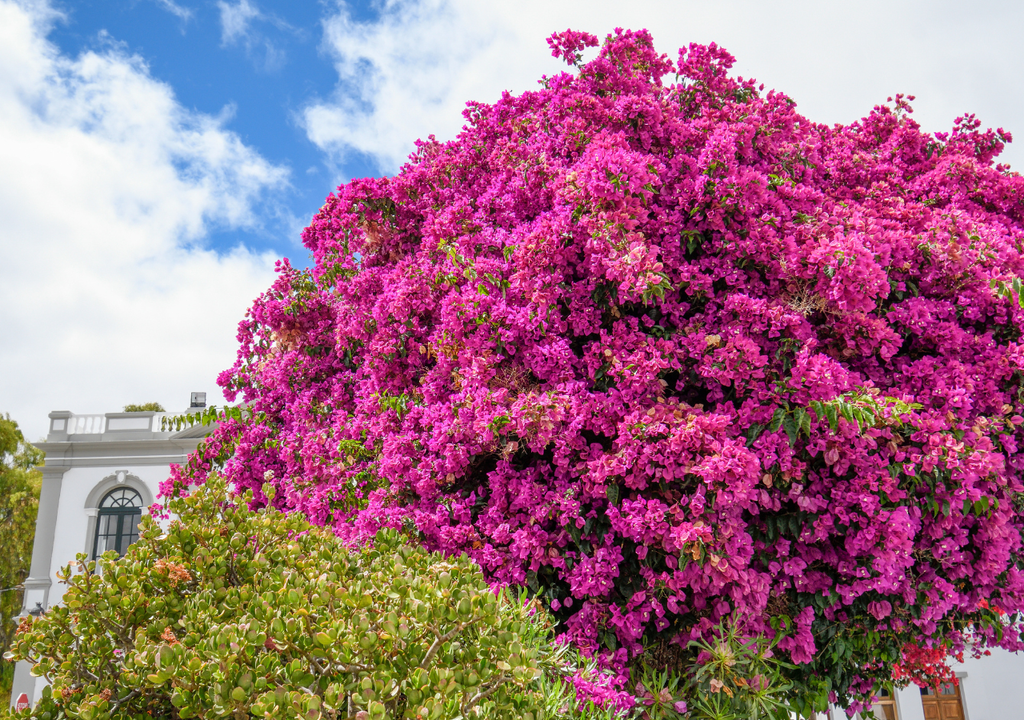 Bougainvillea. Bougainvillea.