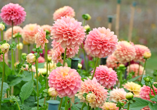 Cuidados de la dalia en maceta y jardín: todo lo que necesitas saber para tener flores hermosas todo el año