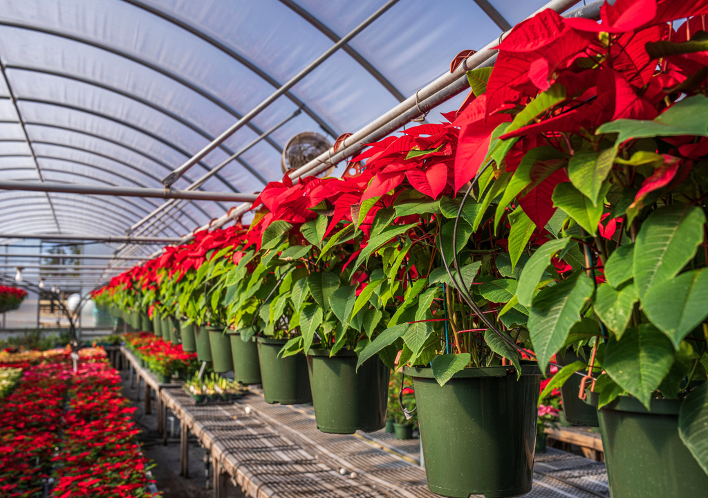 criadero de flor de Pascua. criadero de flor de Pascua.