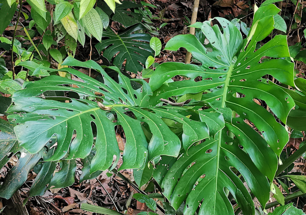 Uno de los aspectos más importantes para mantener una Monstera saludable es la iluminación.