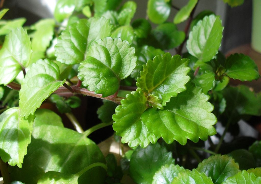 Planta del dinero Planta del dinero