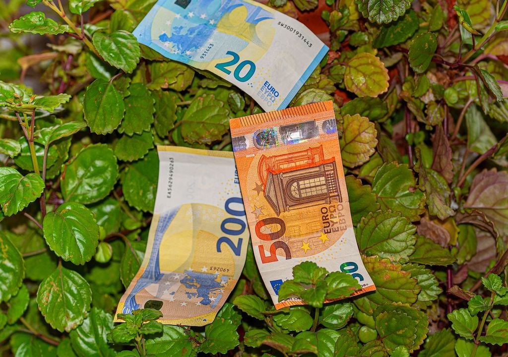 Planta del dinero Planta del dinero