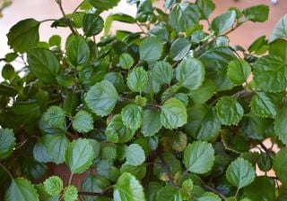 ¿La planta del dinero es de interior o exterior?