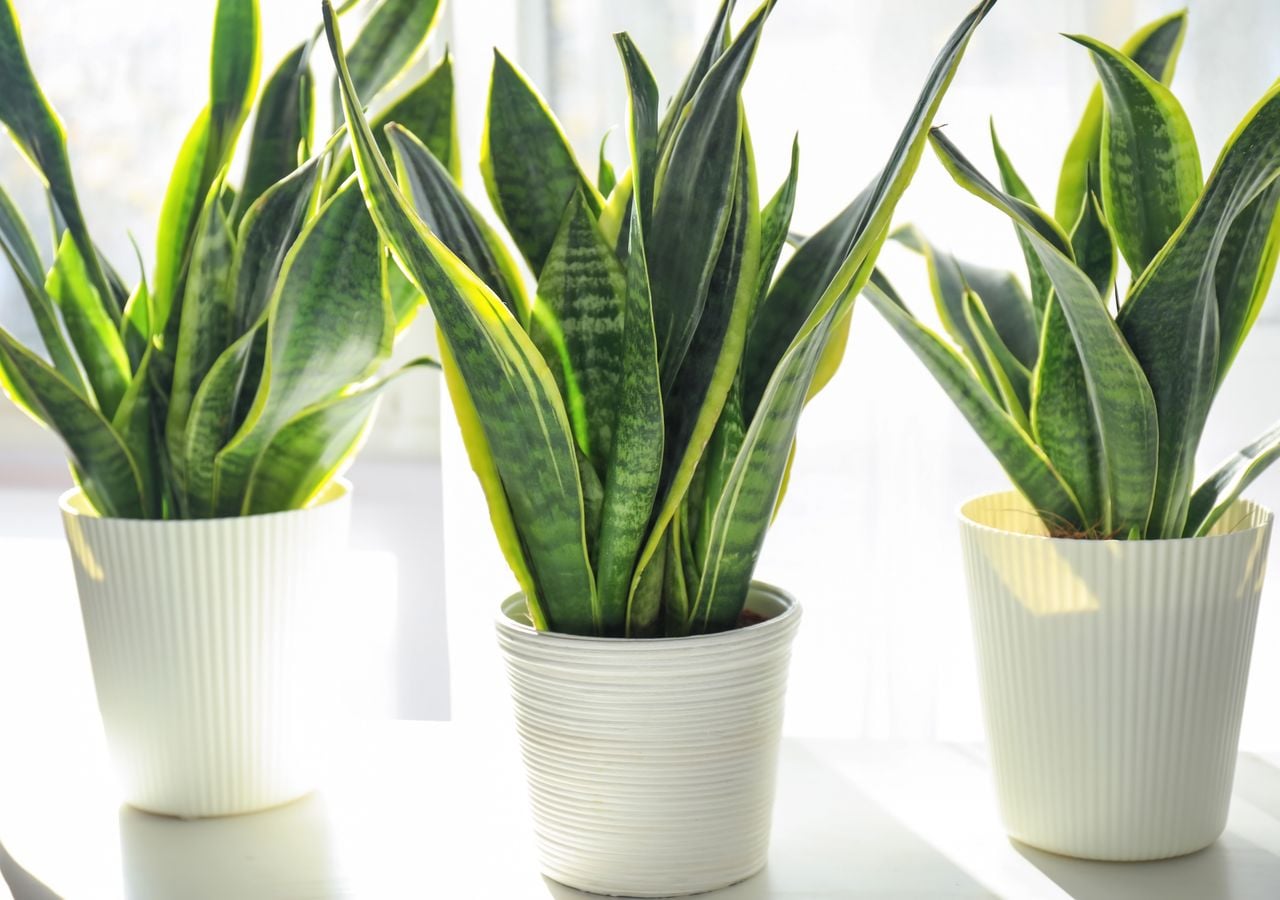 sansevieria starfish Sansevieria Starfish Boncell Black 4"  Spotted Leaf Plant Company