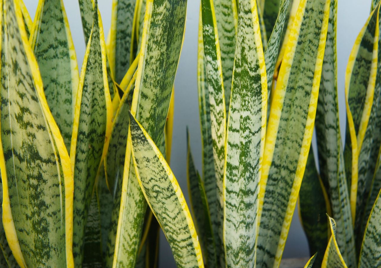 Cuidados de la Sansevieria: la planta casi indestructible que mejora la  calidad del aire