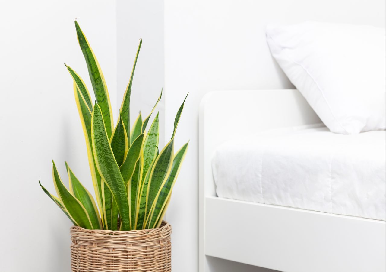 Cuidados de la Sansevieria: la planta casi indestructible que mejora la  calidad del aire