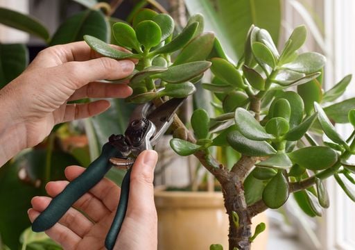 money tree braided Medium Money Tree (Braided)  Dahing Plants
